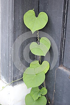 Green leafy vines that propagate at home