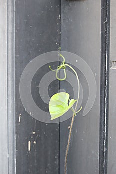 Green leafy vines that propagate at home photo