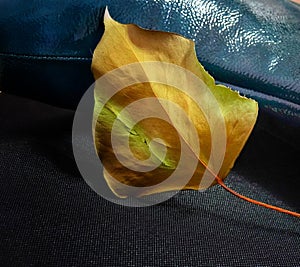 Green leather lady boot and a dry leaf