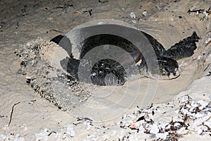 A GREEN LEATHERBACK MARINE TURTLE DIGGING A BURROW TO LAY EGGS