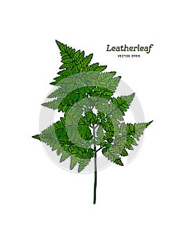 Green leatherleaf fern, hand draw vector.