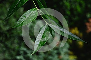 Green leathery lanceolate leaves on tip of Chinese Pistache tree, latin name Pistacia chinensis.