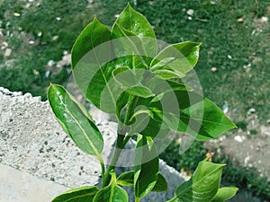 Green Leave