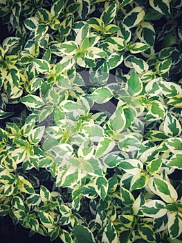 Green leave as the background