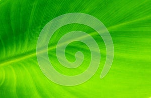 Green leave background