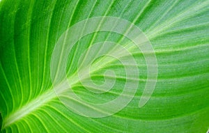 Green leave background