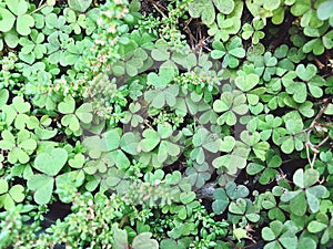 Green leave background