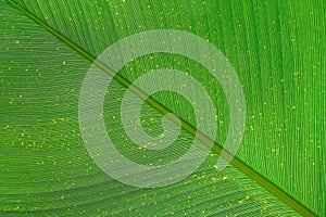 Green leave close up