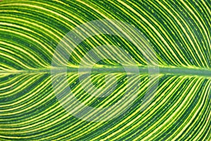 Green leave close up