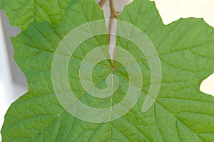 Green leave close up
