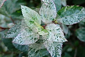 Green leave close up