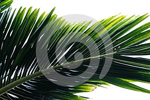 Green leave close up