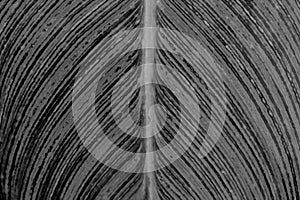 Green leave close up