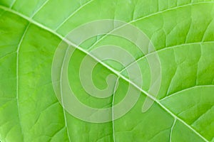 Green leave close up ,soft focus