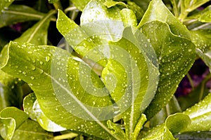 Green leave with dewdrop