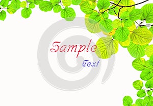 Green leave frame isolated on white background