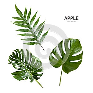 Green leave isolate on white background