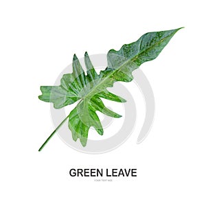 Green leave isolate on white background