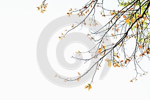 green leave isolate on white