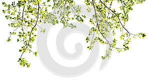 green leave isolate on white