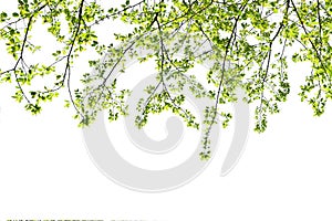 green leave isolate on white