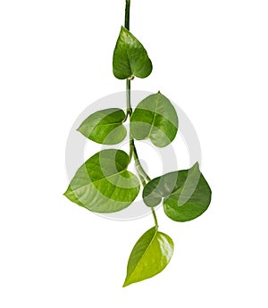 Green leave isolated on white background with clipping path