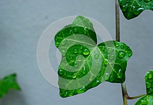 Green leave of ivy covered with drops of water