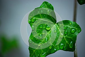 Green leave of ivy covered with drops of water