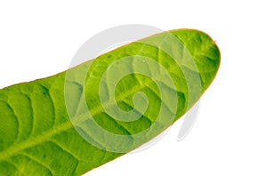 Green leave leaf isolated on white background