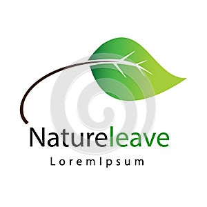 Green leave logo.Isolated on white background.