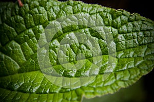 Green leave macro