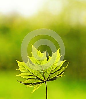 Green leave over abstract blurred background