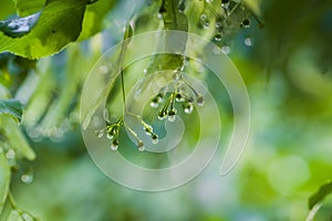 Green leave after rain with selective focus