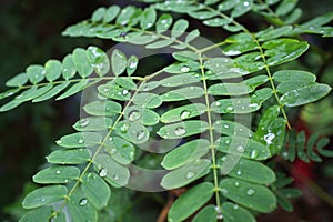 Green leave after the rain, with water drops