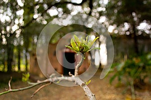 Green leave of a tree in front of an old house
