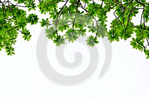 Green leave on white background