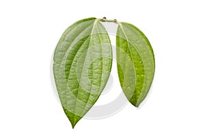 Green leave on white background isolated