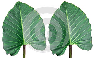 Green leave Xanthosona set isolate on white background photo