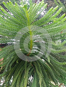 Green leaved branch of a conifer tree in the garden.