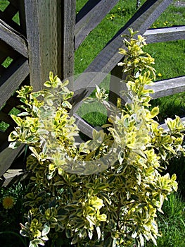 Green leaved bush by the gate