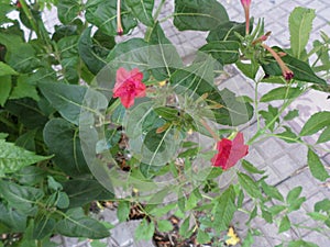 Green-leaved plant with its five-petalled red-fuchsia flowers. photo