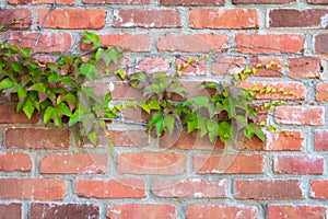 Green-leaved Vine Tendrils on Red Clay Brick Wall
