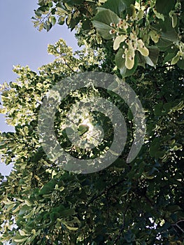 Green leaver on a tree