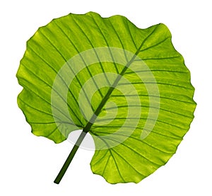 Zelené listy 