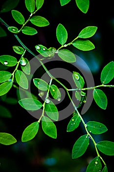 Green leaves