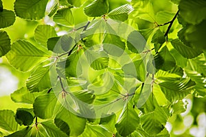 Green leaves