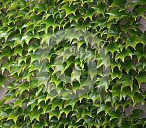 Green leaves