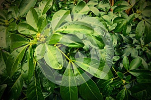 Green leaves