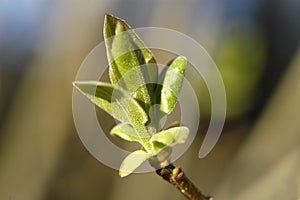 Green leaves