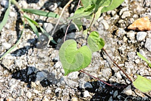 Green leaves